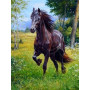 Diamond Painting - Broderie Diamant -Cheval Au Galop Prairie