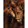 Diamond Painting - Broderie Diamant -Chevaux Luna